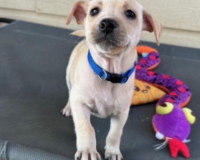 Lotus is a super sweet and silly 7 week old lab / husky mix that weighs 5 lbs. She is expected to be around 40-45 lbs when is she full grown. Lotus is a laid back. easy going girl that makes life fun for everyone around her. She does the cutest wave with her paw when she is really excited to see you. She is affectionate, loving and absolutely adores being doted on by her humans, but is also sel...