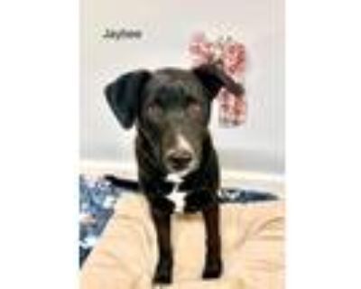 Adopt Jaybee a Australian Cattle Dog / Mixed dog in St. George, UT (33673909)