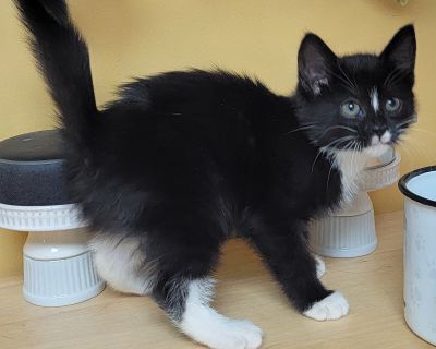 Pippy - Domestic Medium Hair Male Cat for Adoption