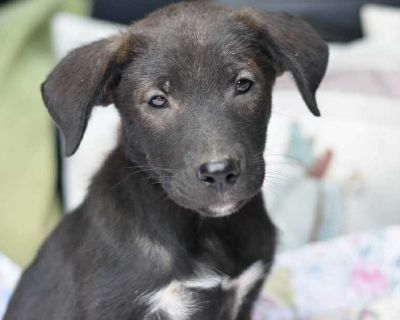 Dodge is a little shy but once he knows you he is the sweetest boy who loves cuddles and play time. He loves to try to keep up with the bigger dogs and see what he can do like them. He is smart and watches to learn. Dodge is a funny little stinker and will make a wonderful companion to any family. If you already love him please reach out.. Out-of-town pets are cared for by non-local organizatio...