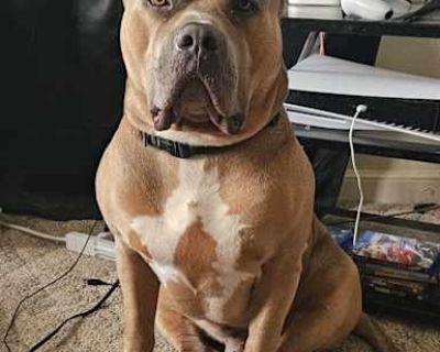 Choppa - American Bulldog/American Pit Bull Terrier Mix Male Dog for Adoption