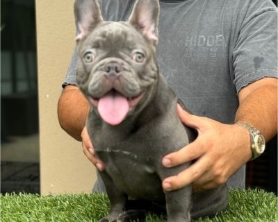 Leah - French Bulldog Female Puppy for Adoption