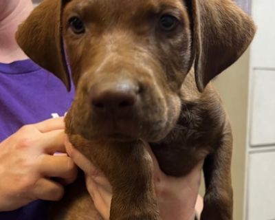 Malarkey - Doberman Pinscher Mix Male Puppy for Adoption