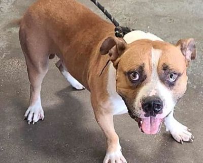 Found stray: Willie - Pit Bull Terrier/American Bulldog Mix Male Dog for Adoption