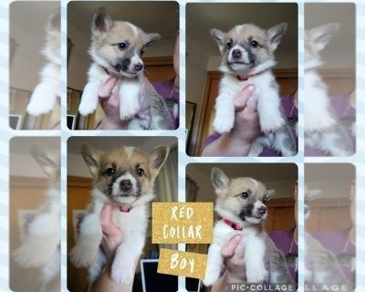 Red - Pembroke Welsh Corgi Male Puppy for Sale