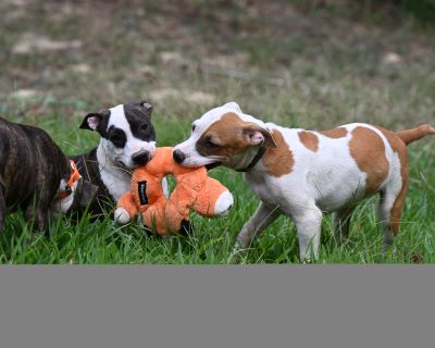 Dora - Boxer & Hound Mix Female Puppy for Adoption