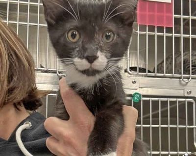 Please contact Lauren McCarty ( laurenmc@luckydoganimalrescue.org ) for more information about this pet. Cute Kitten In Search of A Forever Home! AXEL NEEDS A FOREVER HOME! Name: Axel Best Guess for Breed: Domestic Short Hair Age : 12 weeks as of 11/11/25 DOB : 8/1/25 SEX: Male Approximate Weight: 3 lbs 12 oz as of 11/11/25 Coloring : Black and White Type of Hair : Short Gets Along With: Becaus...