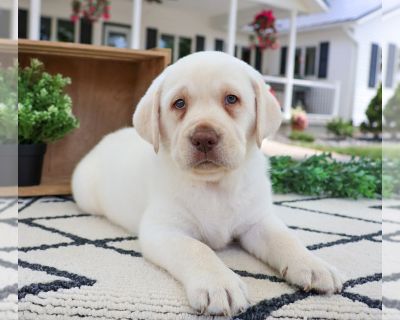 Teddy - Labrador Retriever Male Puppy for Sale