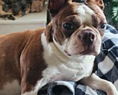 Piper (Medical Hold & Adoption Pending) - Boston Terrier Female Dog for Adoption