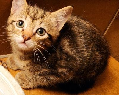 Weaned kitty supper small. MALE. Locatredvi. Oregon in the Columbia river gorge. $40
