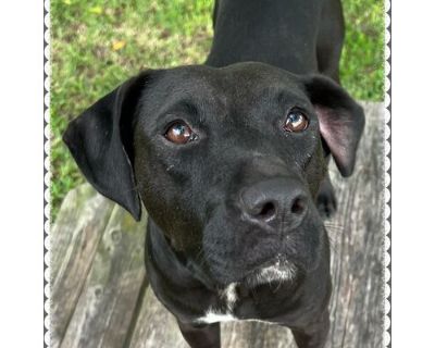 Dolly - Labrador Retriever/American Pit Bull Terrier Mix Female Dog for Adoption