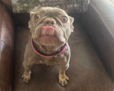 Marley - French Bulldog Female Dog for Adoption