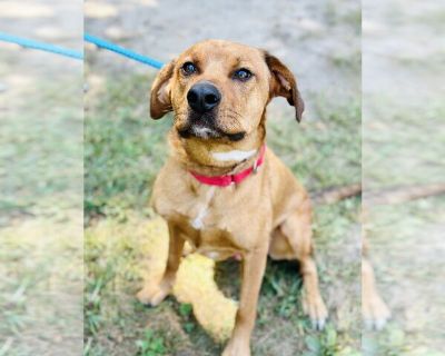 Marley - Labrador Retriever Mix Male Puppy for Adoption