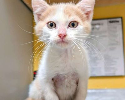 Child. Gray or blue (mostly). Microchipped. These kittens will be available Tuesday at 10 am. Their adoption fee is $25 or 2 for $25, kittens do better with a friend. Adoption process Adoption includes spay/neuter surgery, microchips, current vaccinations, worming, and flea-tick treatment. . Usual rates: $100 Puppy/small dog $80 Most dogs $25 Senior dogs and cats $50 Most Cats and Kittens Occas...