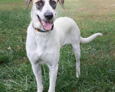 Rosabella - Great Dane Mix Female Dog for Adoption