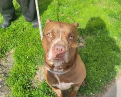 Chance - American Pit Bull Terrier Male Dog for Adoption
