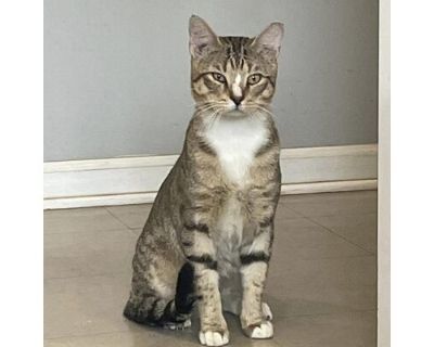 Buddy - Domestic Shorthair Male Cat for Adoption