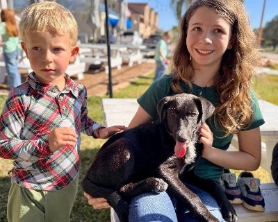 This cutie is Miss Pink Color. She is currently 3 months old and weighs approximately 19 pounds. We think they may be a Black Labrador Retriever / Border Collie mix*, but with rescue its a guess! What matters most is that they are adorable and are one the MOST desperate in the entire US based on statistics for where this puppy is from. Shelters in this area are having to euthanize puppies. So, ...
