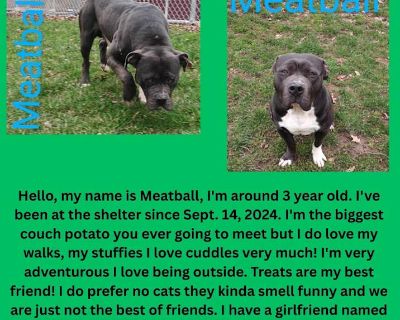 Meatball - American Pit Bull Terrier Male Dog for Adoption