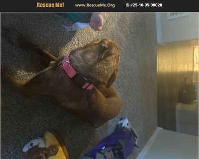 Tuukka - German Shepherd / Australian Cattle Dog Female Puppy