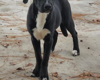 Characteristics Affectionate, Quiet, Gentle, Curious Coat length Short Health Vaccinations up to date, spayed / neutered.. Young Female Medium Black , White / Cream