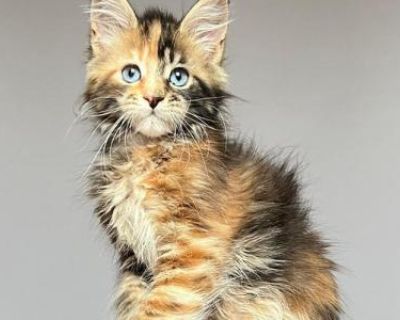 Show potential. Champion bloodlines. Neutered. Registered. Depending on the kitten s age at the time of sale, the kitten may be placed either spayed/neutered or intact as a pet. This will be clearly specified in the purchase agreement. Breeding Option (if available): Breeding price: $5500.00 Deposit for breeding option: 50% of purchase breeding price. more information on our website www.kittens...