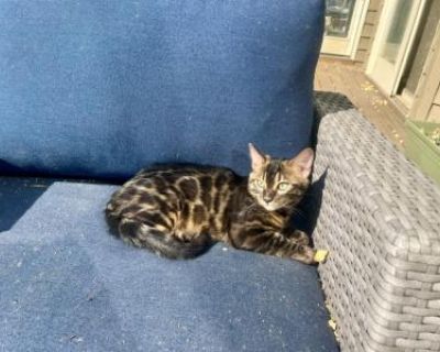 Registered Bengal Kitten - Bengal Male Cat For Sale