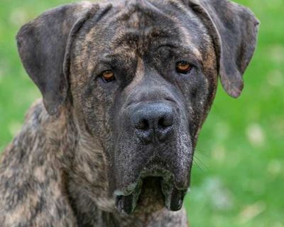 George - Mastiff Male Dog for Adoption