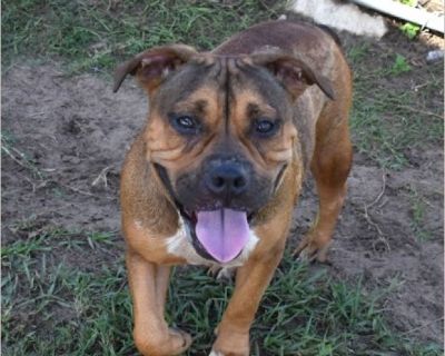 Wingding - American Staffordshire Terrier mix Female Puppy