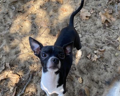 Health Vaccinations up to date, spayed / neutered.. Adult Male Small Black