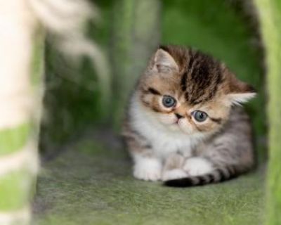 Household pet. Not registered. I have five weeks kitten shorthair . different colors. Ready to go to new house in a few weeks come and pick one. Adoption fee applies. For more information please text me. +1-786-440-0533. Food , breed certification