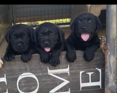 1 Male and 3 Female Labrador Retriever Puppies for Sale