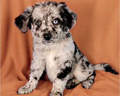 This dog is located in Newark,DE. If you're interested in this dog, please contact the foster directly:Darlene at 302-312-5129 or via email [email protected] . To submit an application please visit our site fur-everpaws.com Fur Ever Paws Dog Rescue is a small no kill rescue operating in the Delaware/Maryland area. We are a 501(c)(3) non-profit that rescues and places homeless, neglected or abus...