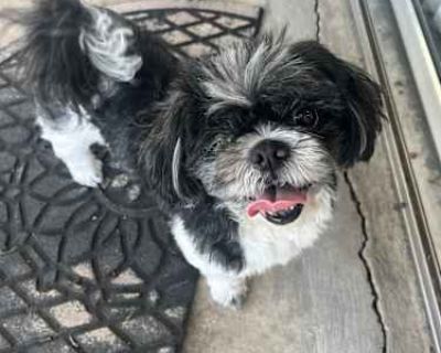 Chip - Shih Tzu Male Dog for Adoption