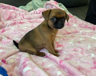 1 Female Brussels Griffon Puppy for Sale