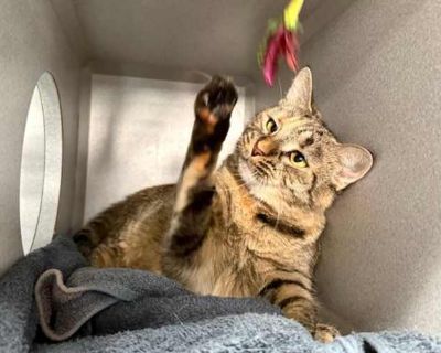 Garnet - Domestic Shorthair Female Cat for Adoption