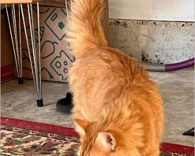 - Male Adult Domestic Cat for Adoption