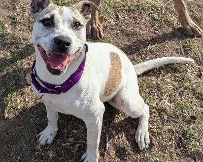 Mocha is a 1.5 year old terrier mix that weighs 30 lbs. She is spayed, current on her vaccines, and is heartworm negative. She is kennel trained and does great with other dogs. Mocha is a beautiful soul waiting to be embraced by a loving family. With a heart as warm as a freshly brewed cup of mocha, she will bring joy and comfort to your life. Her expressive eyes and gentle spirit capture the h...