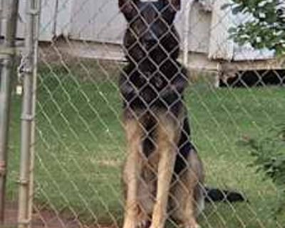 Loki - German Shepherd Dog Male Dog for Adoption