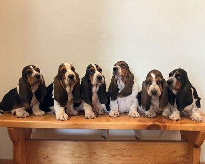 1 Female Basset Hound Puppy for Sale