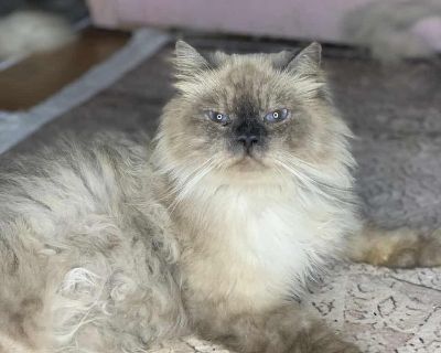 Boy Two years old Neutered Calm Talks back Good with cats and dogs Cuddly all the time All of our cats for adoption are sterilized, fully vaccinated, treated for fleas/worms, are negative for FIV/FELV, have a registered microchip, and come with their travel crate. Adoptions are on a cost-recovery basis and are tax-deductible to the fullest extent of the law. Potential adopters for our Persian c...