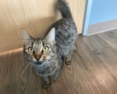Aimee - Domestic Shorthair Female Cat for Adoption