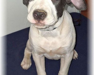 MARY - American Staffordshire Terrier & Pointer Mix Female Puppy for Adoption