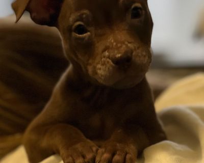 You can fill out an adoption application online on our official website. {s1550code1114/} {s1550code1111/} {s1550code1113/}. Puppy Female Medium