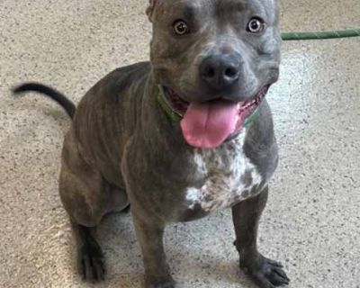 Scuba - American Pit Bull Terrier/Cane Corso Mix Male Dog for Adoption