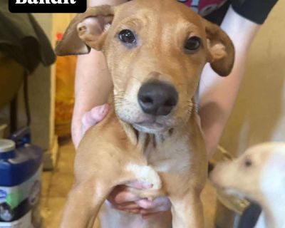 Health Vaccinations up to date.. Puppy Male Small Golden