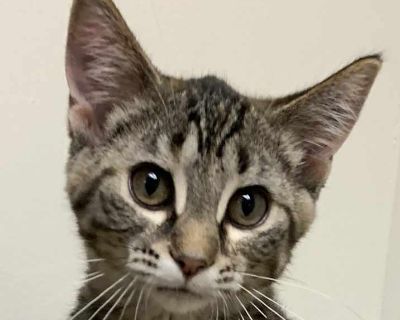 Heloise25 - Domestic Shorthair Female Kitten for Adoption