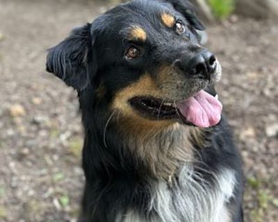 Flounder - Australian Shepherd/Border Collie Mix Male Dog for Adoption