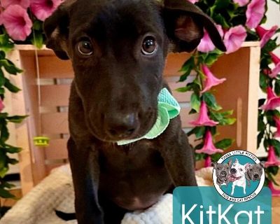 Kit Kat - Great Dane & Labrador Retriever Mix Female Puppy for Adoption