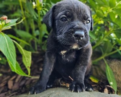 Chelle - Cane Corso Female Puppy for Sale